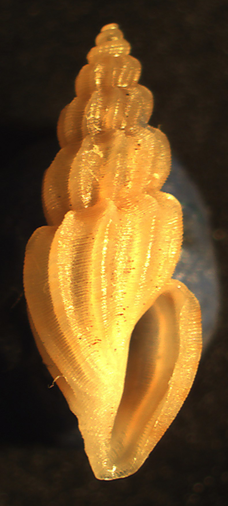 Mangelia costulata
